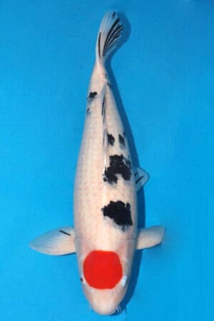 id 80 kohaku tamaura (copy)