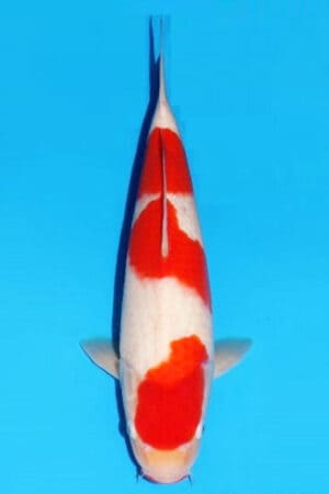 id 186 kohaku matsue (copy)