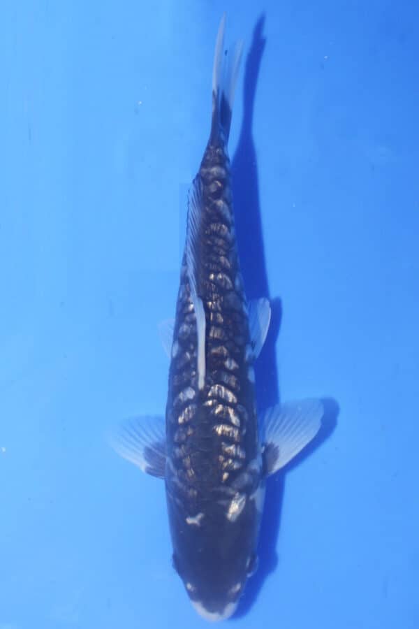 id 160 black zeus dainichi (copy)