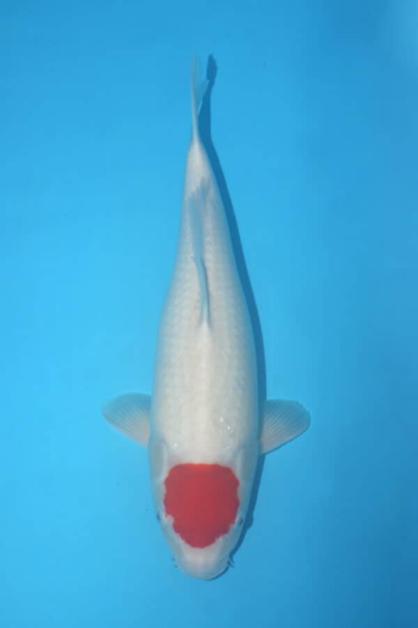 id 172 sanke tamaura (copy)