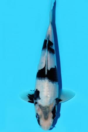 id 521 kohaku tamaura (copy)