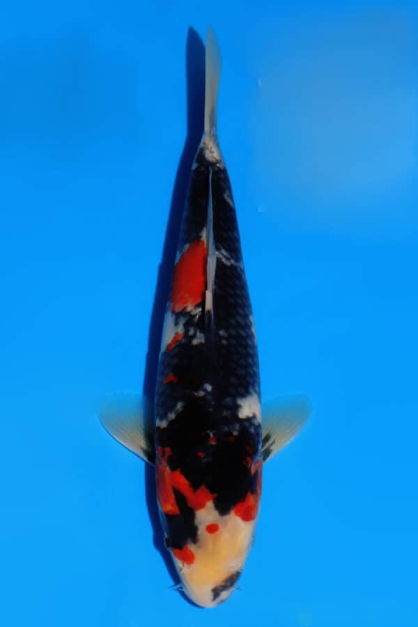 id 686 showa dainichi (copy)
