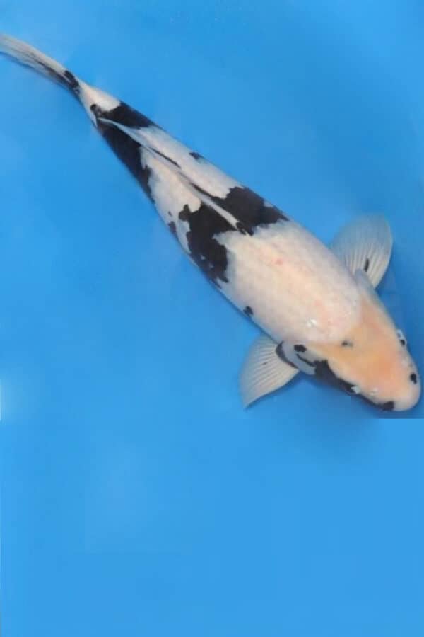 A131  Auction koi- please read the notes in the description.