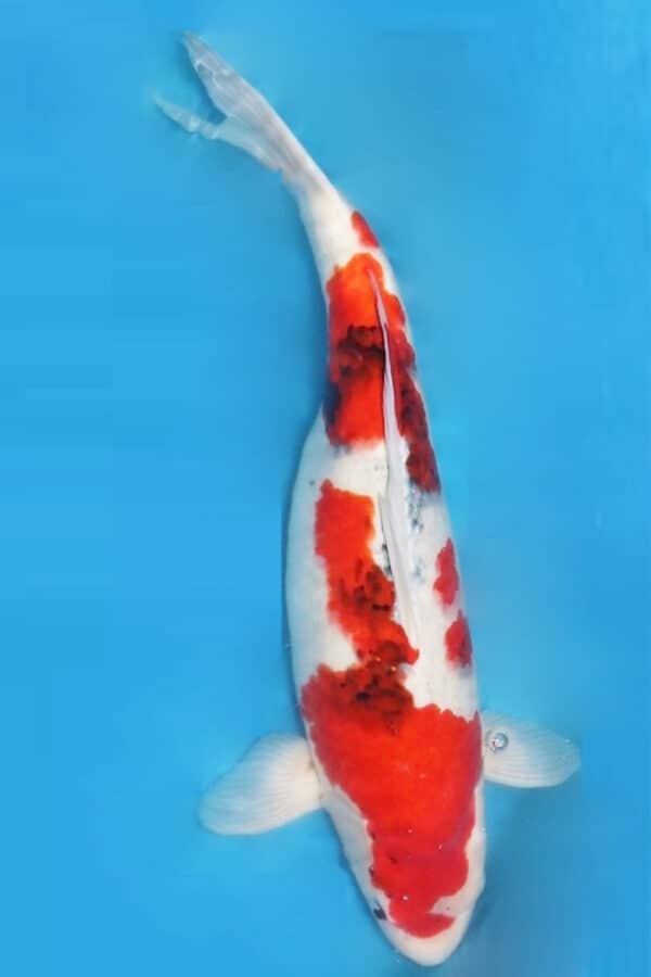 A157  Auction koi- please read the notes in the description.