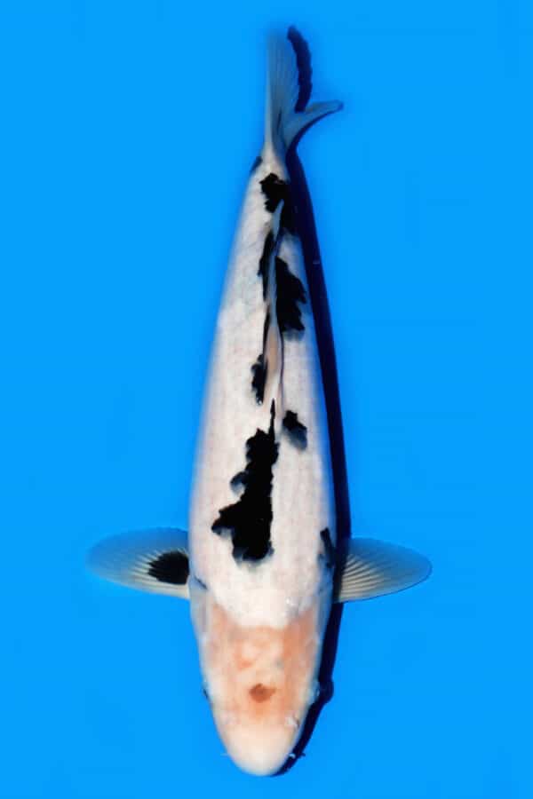 A209 Auction koi- please read the notes in the description.