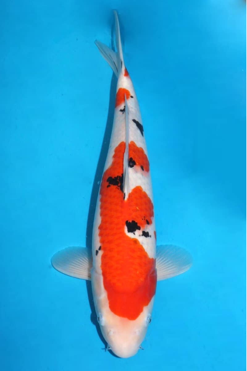 A265 Auction Koi Please Read The Notes In The Description Gatwick Koi floral-red-koi-fish-temporary-tattoo-watercolor-japanese-koi-fish