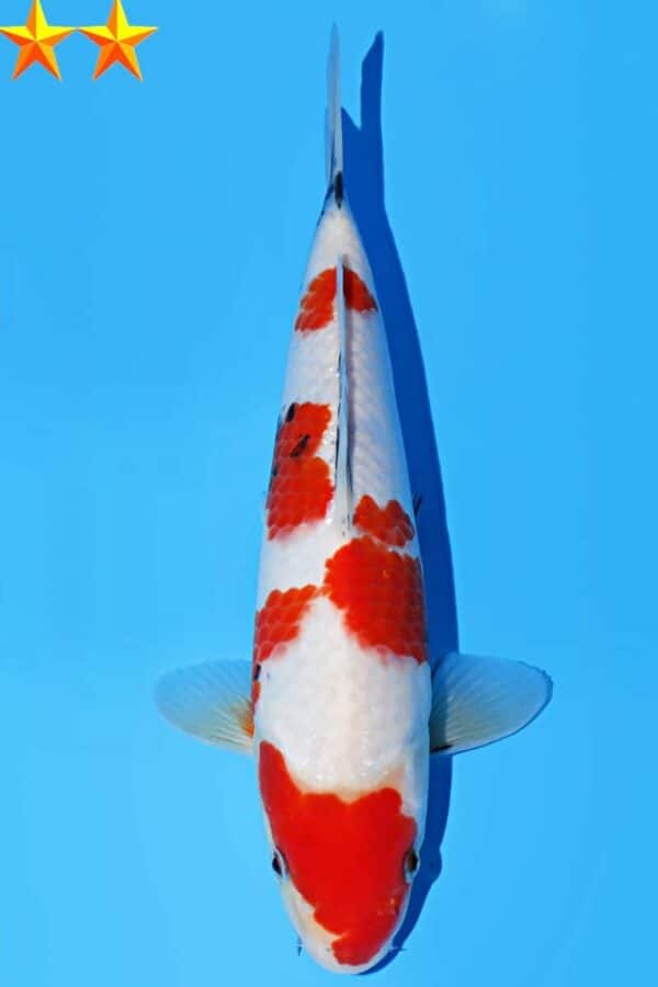 A345 Auction koi- please read the notes in the description.