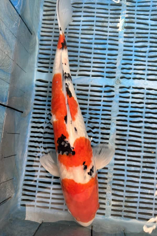 A465 Auction koi- please read the notes in the description.