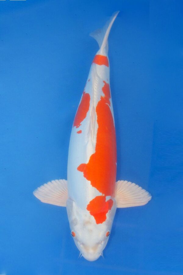 A527 NEW VIDEO Auction koi- please read the notes in the description.