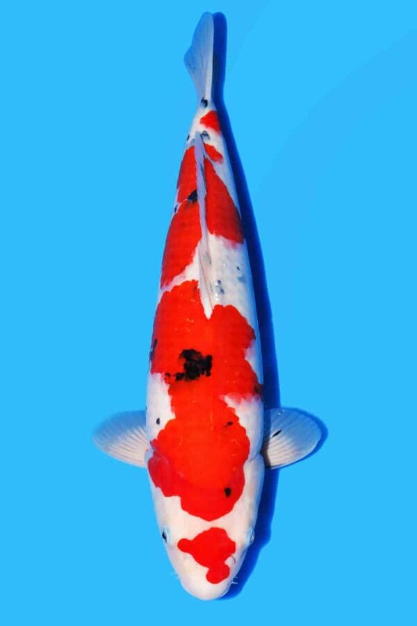 A798 Auction koi- please read the notes in the description.