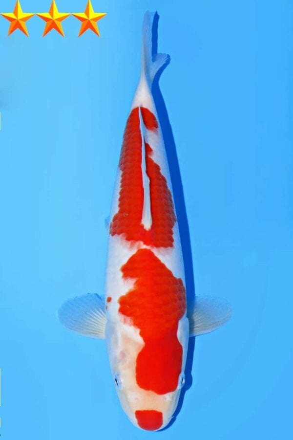 A647 Auction koi- please read the notes in the description.