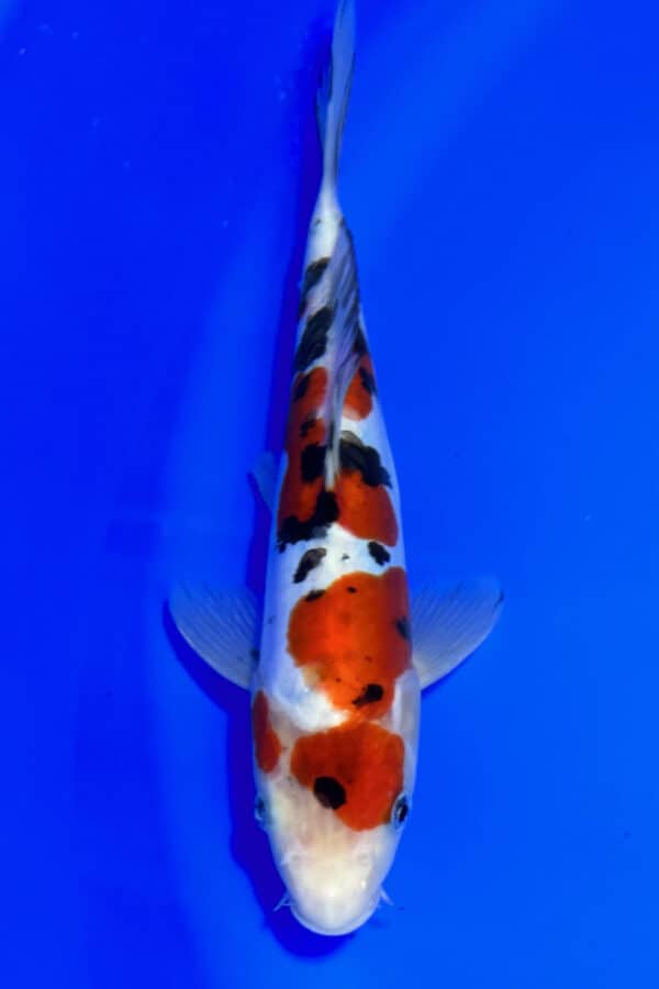 A757 Auction koi- please read the notes in the description.