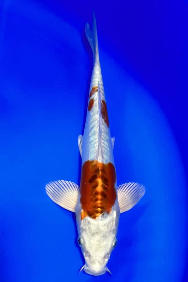 A759 Auction koi- please read the notes in the description.