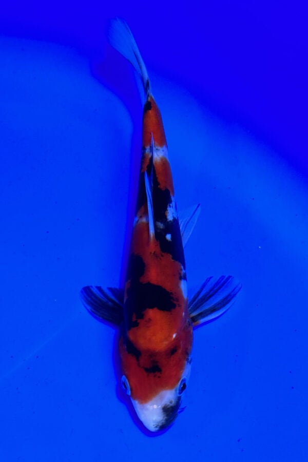 A761 Auction koi- please read the notes in the description.