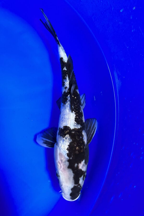 A764 Auction koi- please read the notes in the description.