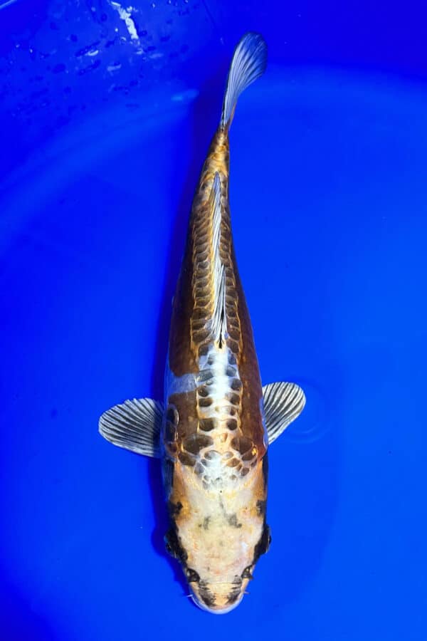 A765 Auction koi- please read the notes in the description.