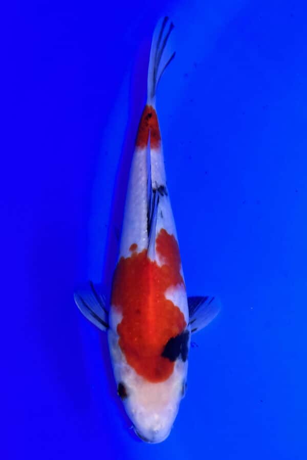 A766 Isa Auction koi- please read the notes in the description.