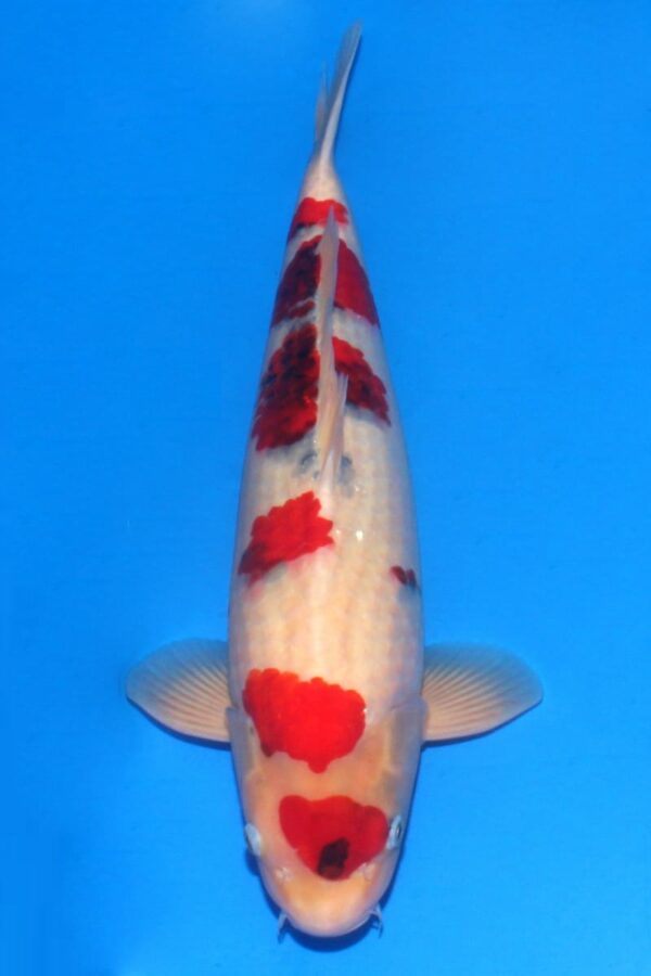 A991 Auction koi- please read the notes in the description.