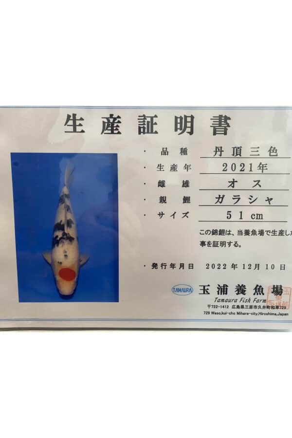 A805 Auction koi- please read the notes in the description.