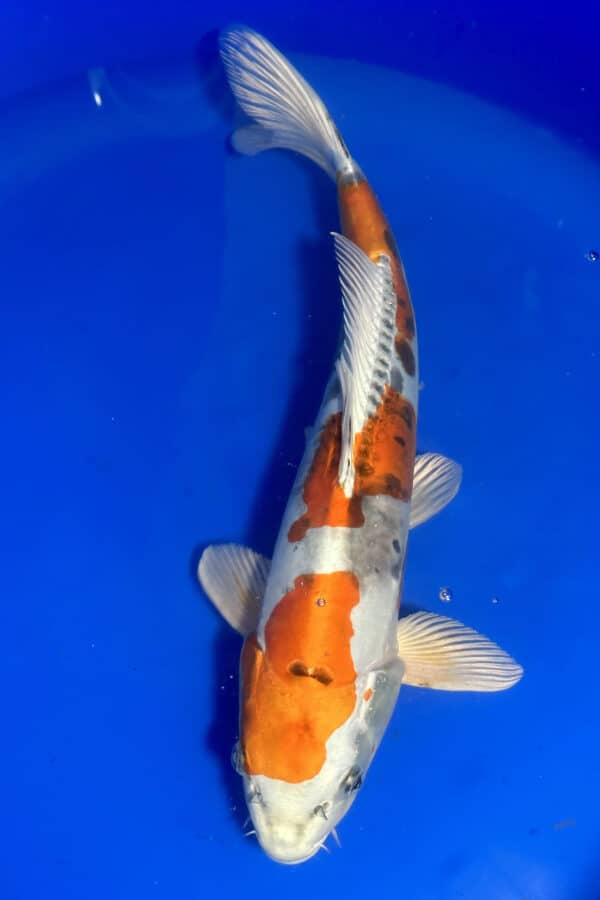 A841 Auction koi- please read the notes in the description.