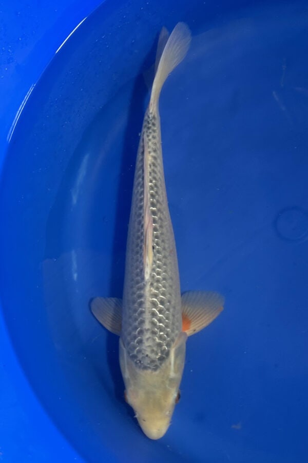 A842 Auction koi- please read the notes in the description.