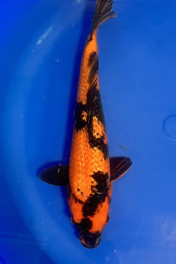 A844 Auction koi- please read the notes in the description.