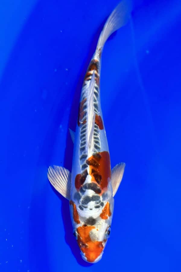 A854 Auction koi- please read the notes in the description.