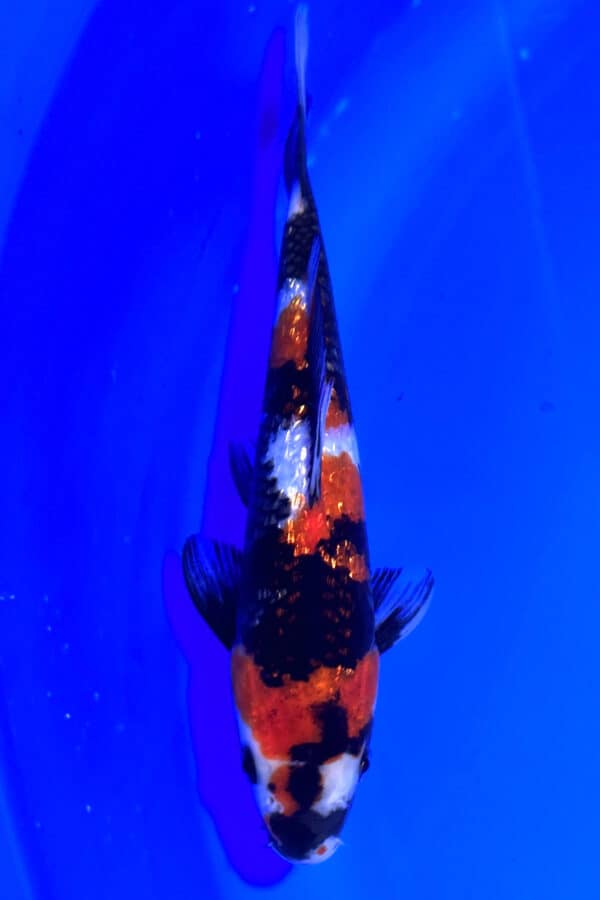 A856 Auction koi- please read the notes in the description.