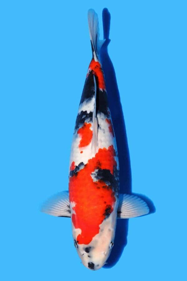 A858  Auction koi- please read the notes in the description.