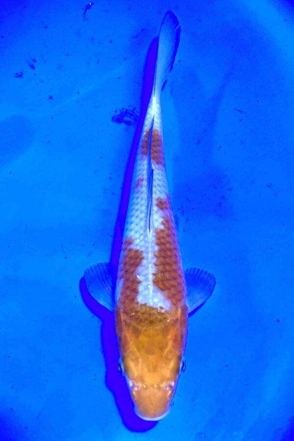 A860  Auction koi- please read the notes in the description.