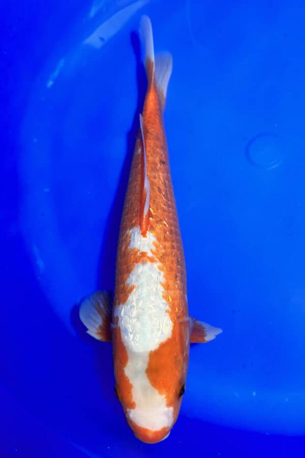 A916 YUKE ASAGI Auction koi- please read the notes in the description.