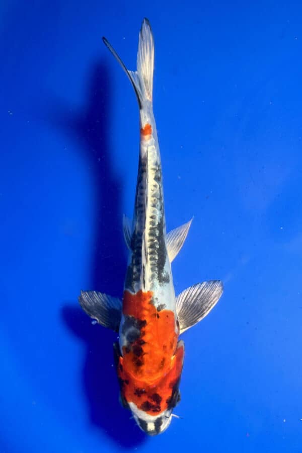 A999A Auction koi- please read the notes in the description.