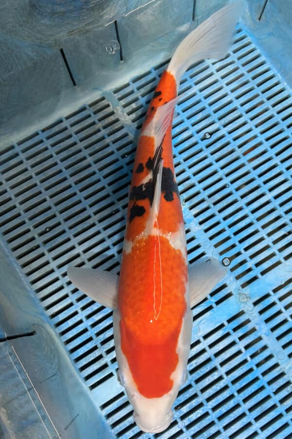 A2060 Auction koi- PLEASE READ THE NOTES IN THE DESCRIPTION BEFORE BIDDING.
