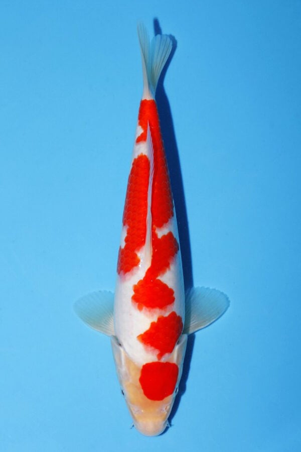 A914 Auction koi- please read the notes in the description.