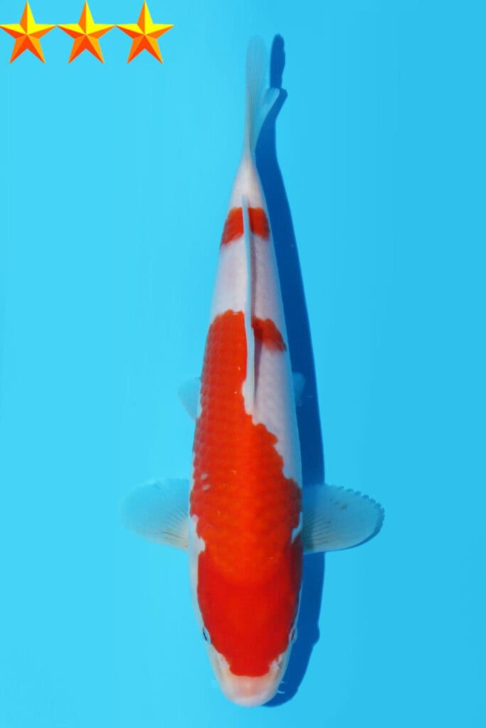 gk-488-kohaku-dainichi-gatwick-koi