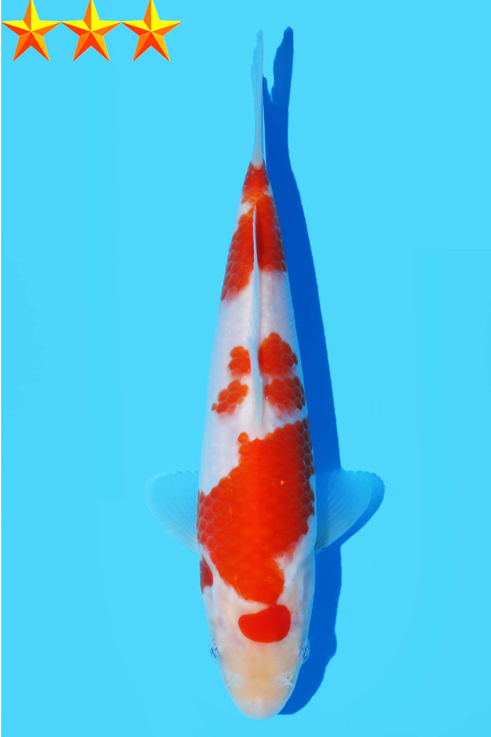 A2210 Auction koi- DAINICHI TOSAI PLEASE READ THE NOTES IN THE DESCRIPTION BEFORE BIDDING.