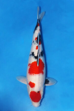 GK-3036 - Showa - Oofuchi