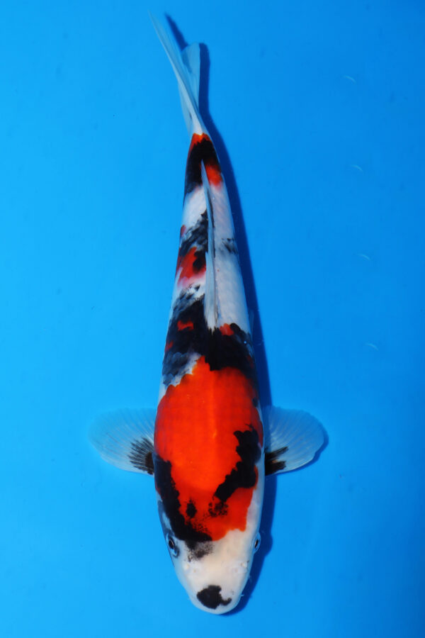 A2996 Auction koi- PLEASE READ THE NOTES IN THE DESCRIPTION BEFORE BIDDING. - Image 2