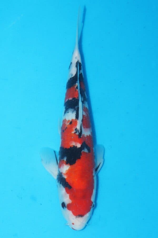 A3083 Auction koi- PLEASE READ THE NOTES IN THE DESCRIPTION BEFORE BIDDING. - Image 2