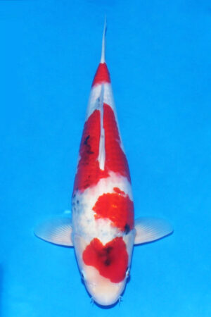 GK-3256 - Showa - Tamaura