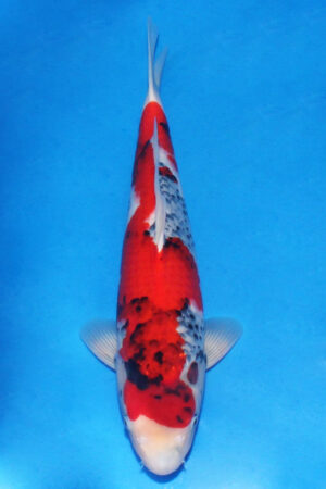 GK-3026 - Showa - Tamaura