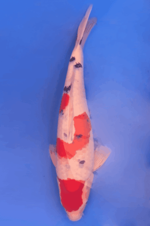 GK-3088 - Sanke - Takigawa