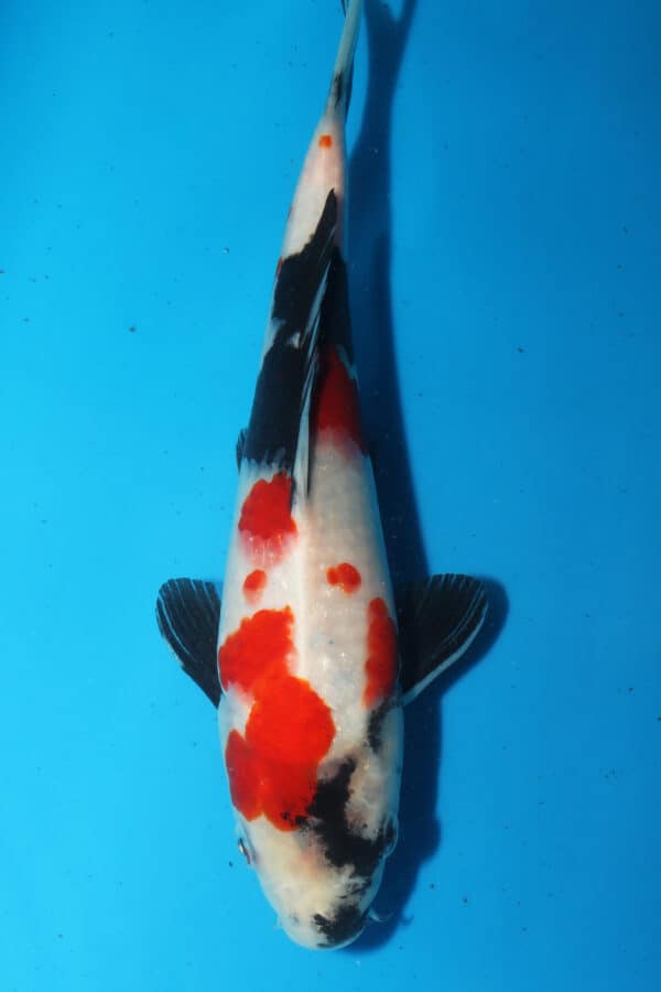 A2613  Auction koi- PLEASE READ THE NOTES IN THE DESCRIPTION BEFORE BIDDING.