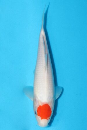 GK-1778 - Tancho Kohaku - Odakan