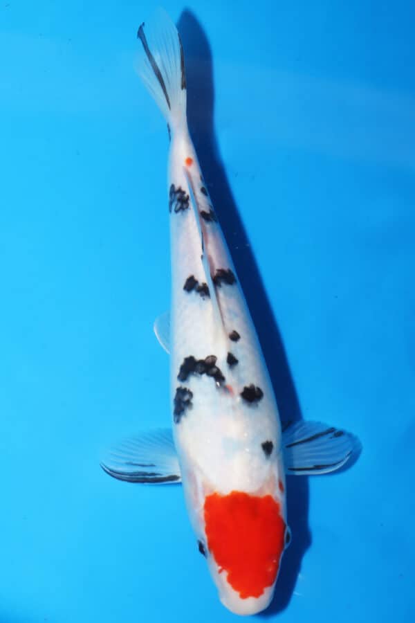 A2812 -  Auction koi- PLEASE READ THE NOTES IN THE DESCRIPTION BEFORE BIDDING.