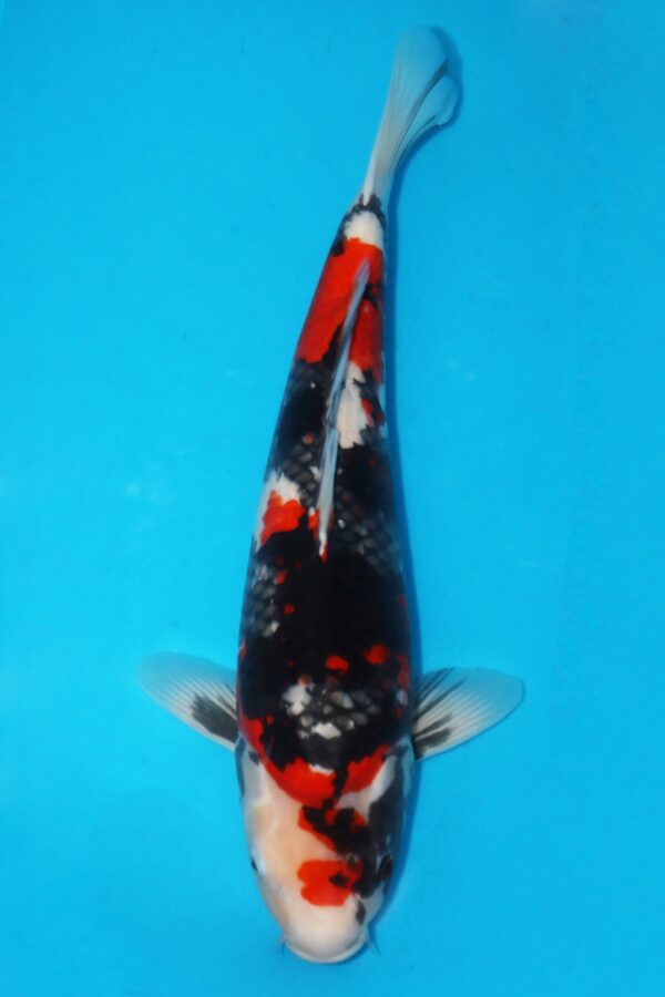 A2846 -  Auction koi - Over wintering available - PLEASE READ THE NOTES IN THE DESCRIPTION BEFORE BIDDING.