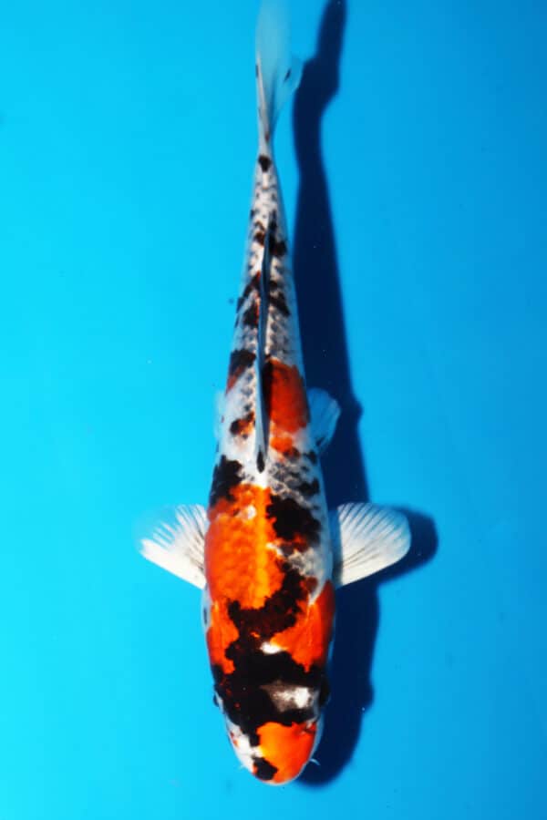 A2827 -  Auction koi - PLEASE READ THE NOTES IN THE DESCRIPTION BEFORE BIDDING.