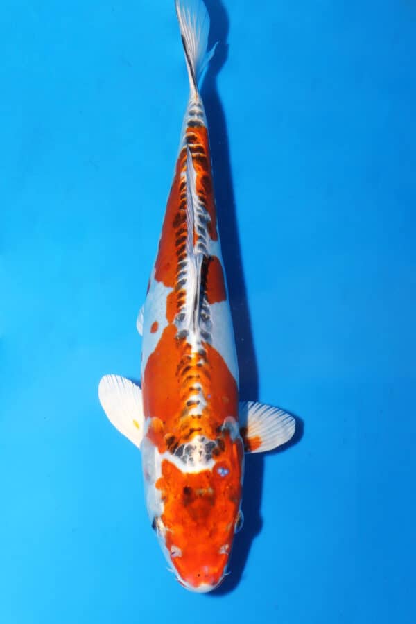 A2976 -  Auction koi - PLEASE READ THE NOTES IN THE DESCRIPTION BEFORE BIDDING.