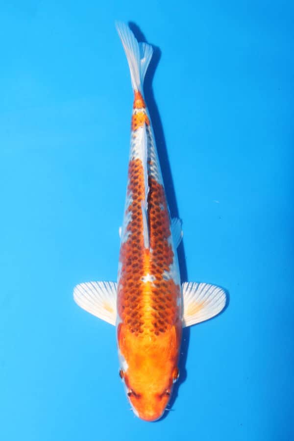 A2835 -  Auction koi - PLEASE READ THE NOTES IN THE DESCRIPTION BEFORE BIDDING.