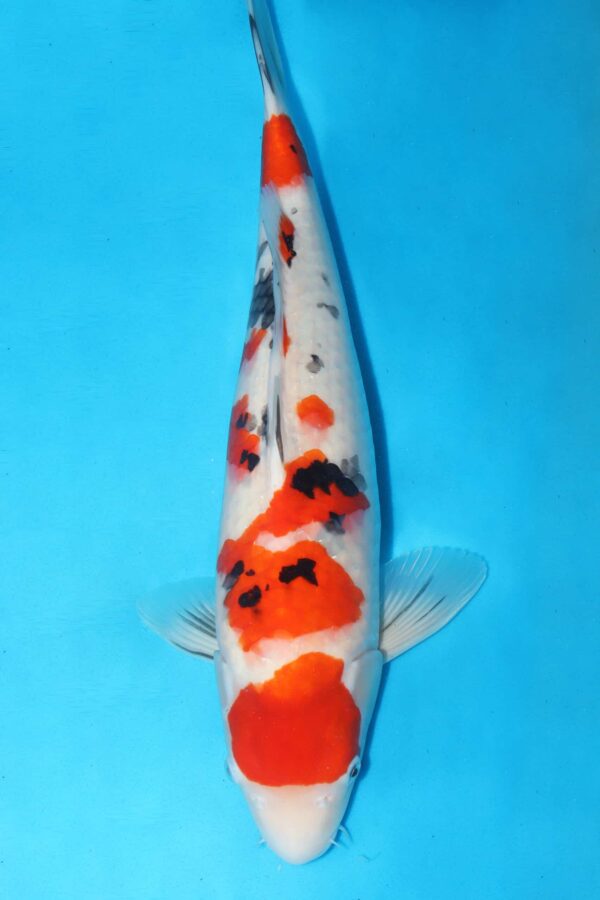 A2851  Auction koi- VHQ - Over wintering possible PLEASE READ THE NOTES IN THE DESCRIPTION BEFORE BIDDING.